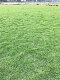 云南大叶油草种植基地/宾阳县荣欣草业