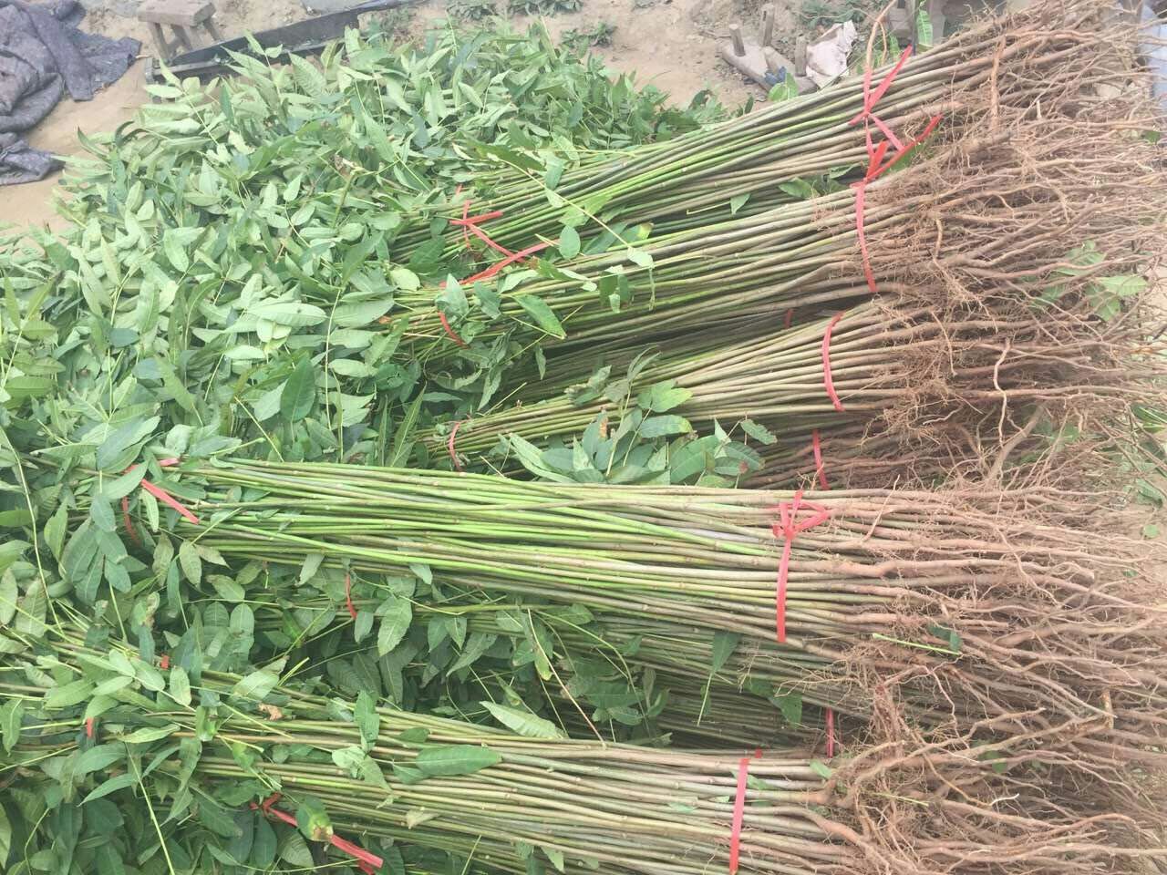 大红袍花椒苗/泰安拓达苗木